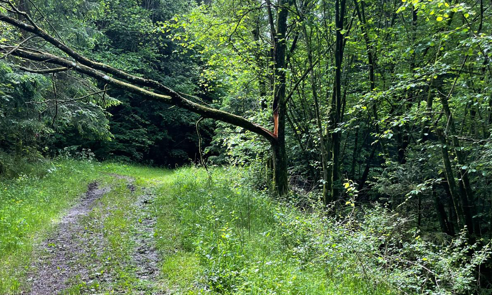 muellenborn baum2024